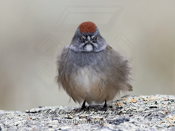 Pipilo chlorurus  GREEN-TAILED TOWHEE 3025515z