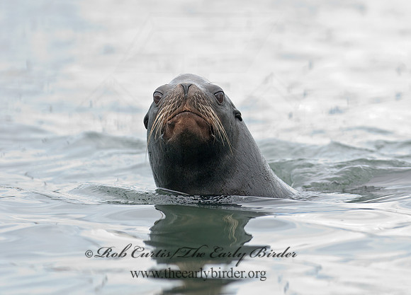 Zalophus californianus  CALIFORNIA SEA LION 7017615z