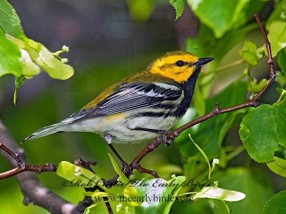 Setophaga virens  BLACK-THROATED GREEN WARBLER 8022075z