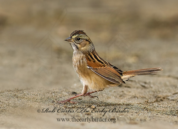 Melospiza georgiana  SWAMP SPARROW 7013207z