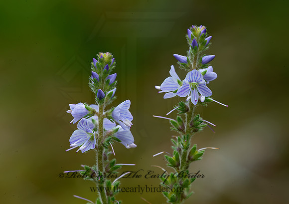 Veronica officinalis  COMMON SPEEDWELL 9031556z