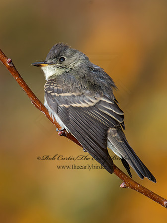 Contopus virens  EASTERN WOOD PEWEE 9005948z