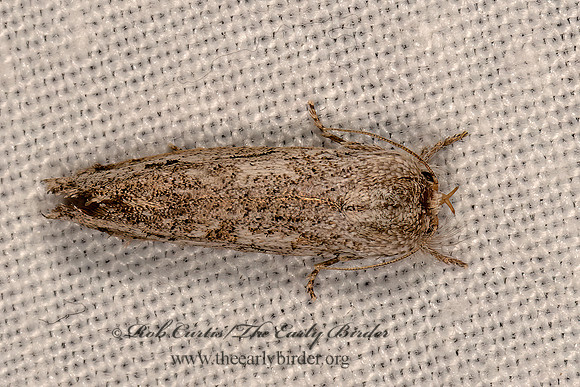 Acrolophus griseus TUBEWORM MOTH  3033209z