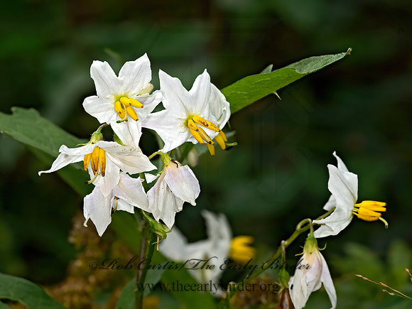 Solanum carolinense  CAROLINA HORSE NETTLE 9041207z