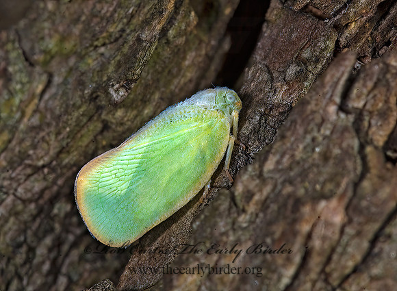 Ormenoides venusta  FLATID PLANTHOPPER 7012120z