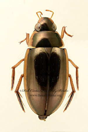 Tropisternus lateralis 9019629z