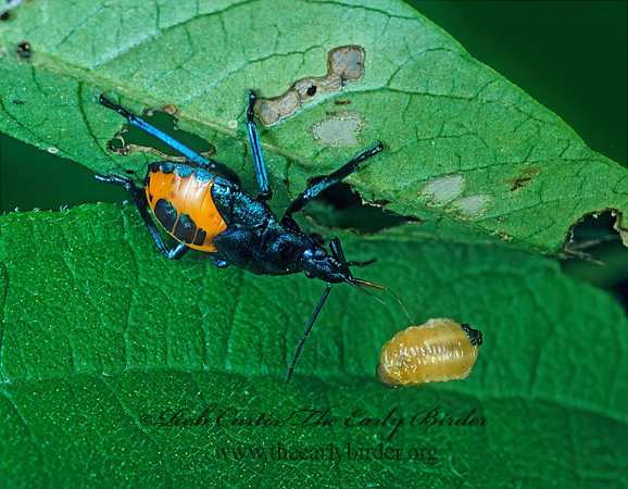 Euthyrhynchus floridanus 169217z