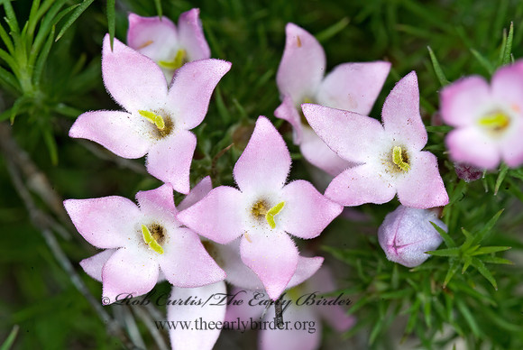Houstonia rubra  RED BLUET 6024514z