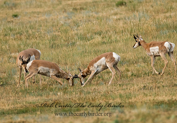 Antilocapra americana  PRONGHORN 7011606z