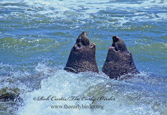 Mirounga angustirostris  NORTHERN ELEPHANT SEAL 110919z