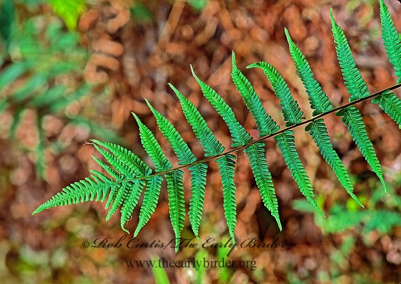 Christella dentata  DOWNY MAIDEN FERN 261032z