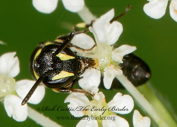 Hylaeus (Prosopis) modestus 9013436z