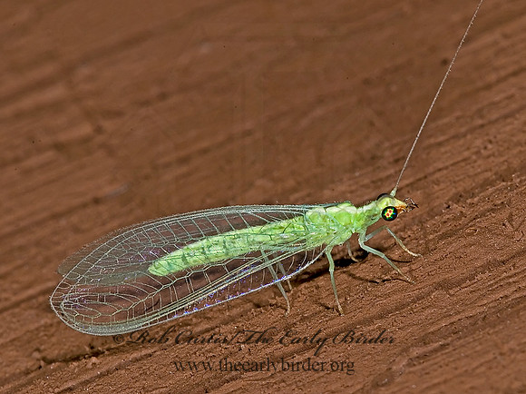 Chrysoperla comanche COMANCHE GREEN LACEWING 6024703