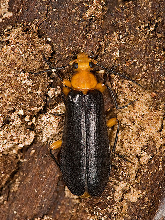 Neopyrochroa femoralis 8014882z