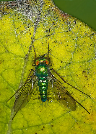 Condylostylus comatus  LONGLEGGED FLY 6015409z