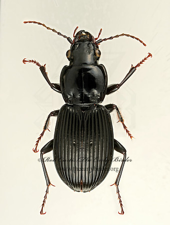 Pterostichus (Euferonia) coracinus 9017444z