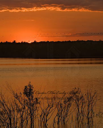 Chattaqua NWR 8017444z