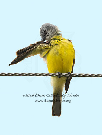 Tyrannus couchii  COUCH'S KINGBIRD 3031920z