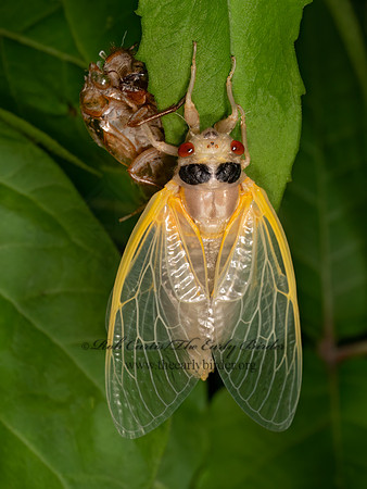 Magicicada cassinii CASSINI'S PERIODICAL CICADA 9088073 z