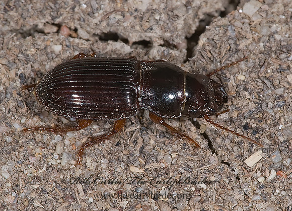 Cratacanthus dubius~ 7011022~z