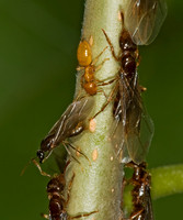Lasius claviger SMALLER YELLOW ANT 5016651z