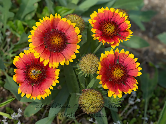 Gaillardia pulchella  INDIAN BLANKET 9040338z