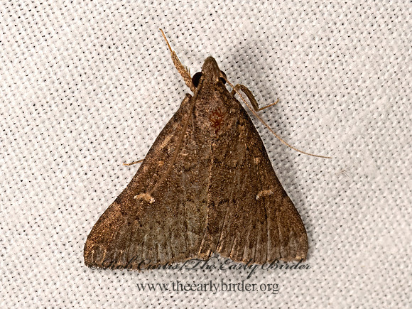 Hypenula cacuminalis LONG-HORNED OWLET 3040209z