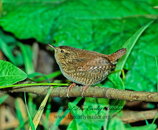 Troglodytes hiemalis  WINTER WREN 80311 z