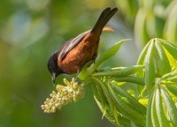 Icterus spurius ORCHARD ORIOLE 9044610z