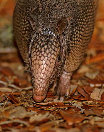 Dasypus novemcinctus  9-BANDED ARMADILLO 273426z