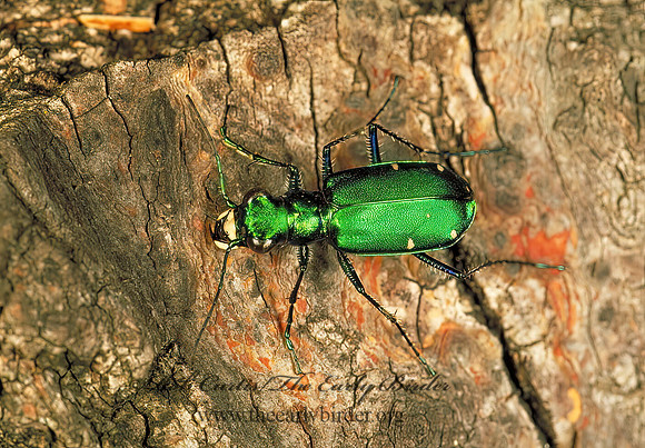 Cicindela sexguttata 290712z