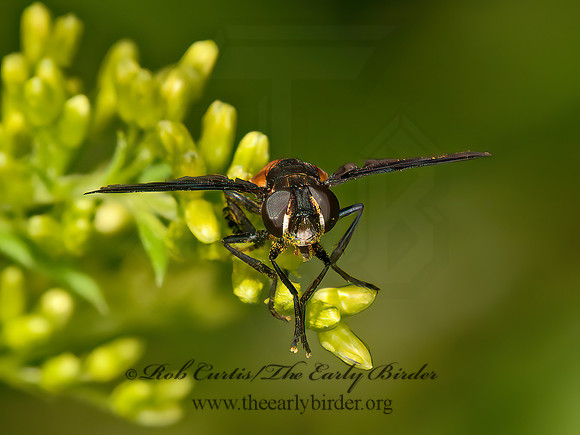 Trichopoda pennipes  FEATHER-LEGGED TACHINID 3014598z