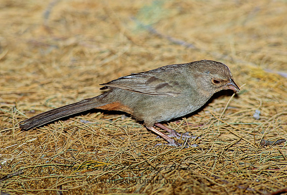 Melozone crissalis  CALIFORNIA TOWHEE 108233z