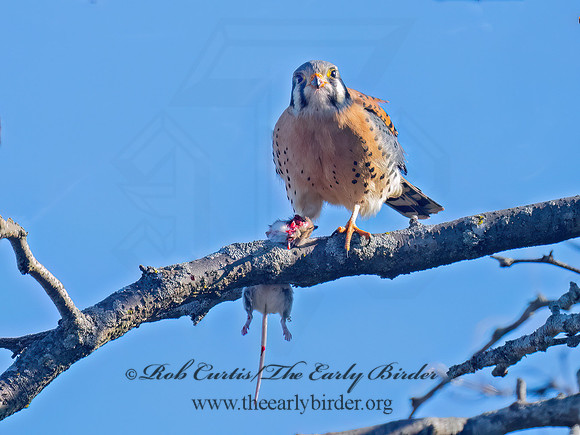 Falco sparverius AMERICAN KESTREL 9086024z