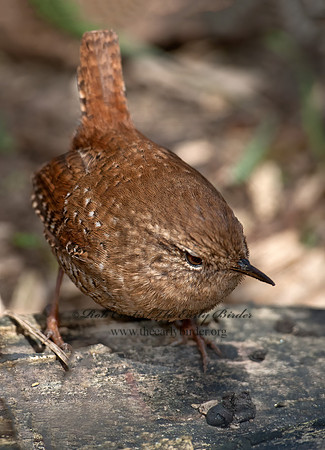 Troglodytes hiemalis  WINTER WREN 8033923z