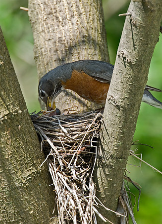 Turdus migratorius  AMERICAN ROBIN 6005427z