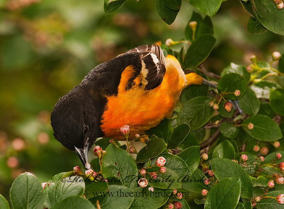 Icterus galbula  BALTIMORE ORIOLE  3002366z