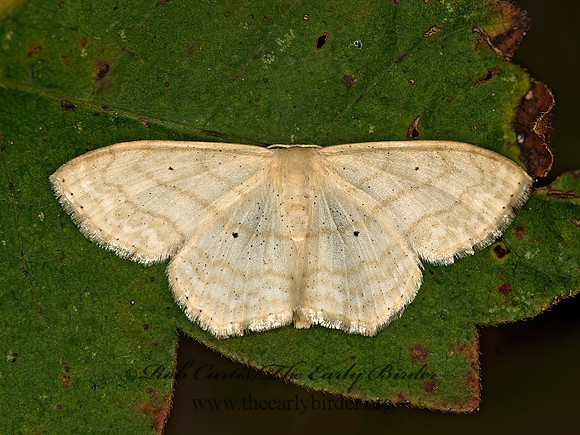 Scopula STERRHINAE GEOMETER9048737z