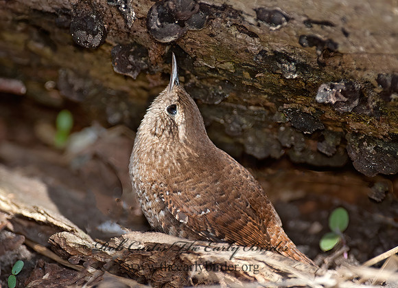 Troglodytes hiemalis  WINTER WREN 8033859z
