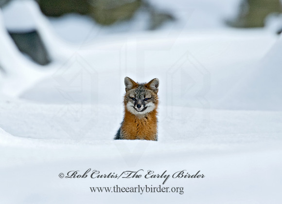 Urocyon cineroargentatus  GRAY FOX  5004573z