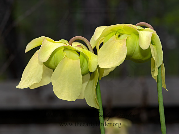 Sarracenia alata  PALE PITCHER PLANT 3028293-z