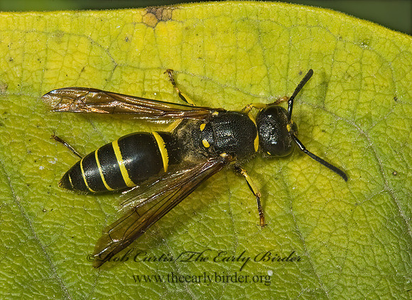 Ancistrocerus adiabatus 5016045z
