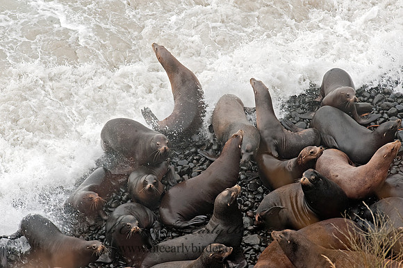 Zalophus californianus  CALIFORNIA SEA LION 8019725z