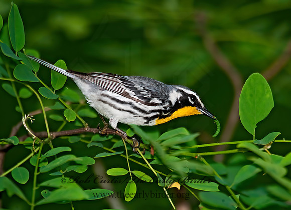 Setophaga dominica  YELLOW-THROATED WARBLER 8022679z