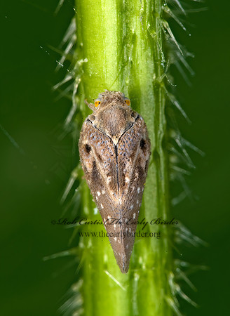 Metcalfa pruinosa 8007853z