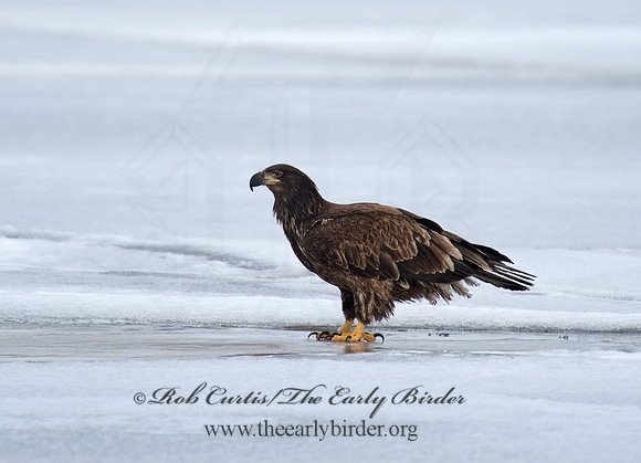 Haliaeetus leucocephalus  BALD EAGLE 8000556z