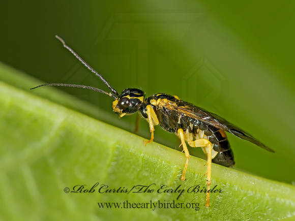 Pamphilius phyllisae 8014238z