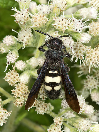 Scolia bicincta  DOUBLE-BANDED SCOLIID9051203z