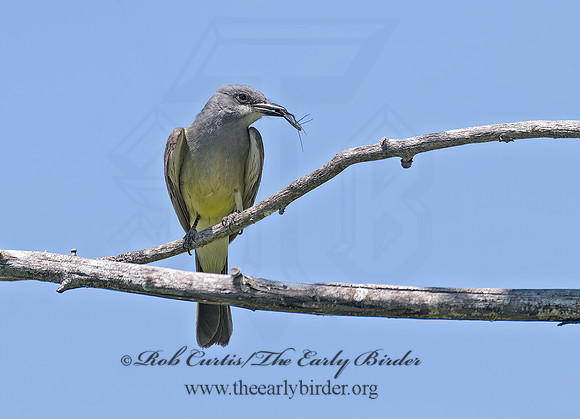 Tyrannus vociferans  CASSIN'S KINGBIRD 7008432z