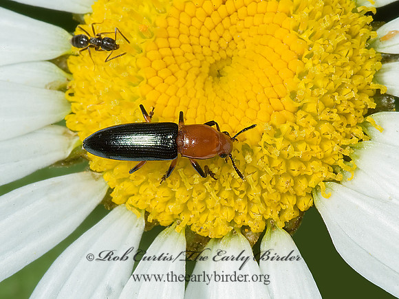 Languria mozardi 5010215z